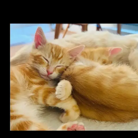 Garfield photo 3