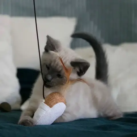 Noisette