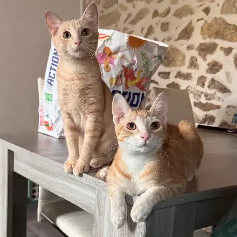 Arry Et Arthur