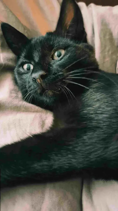 Baby Vador