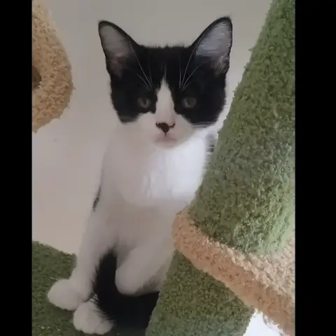 Moosh