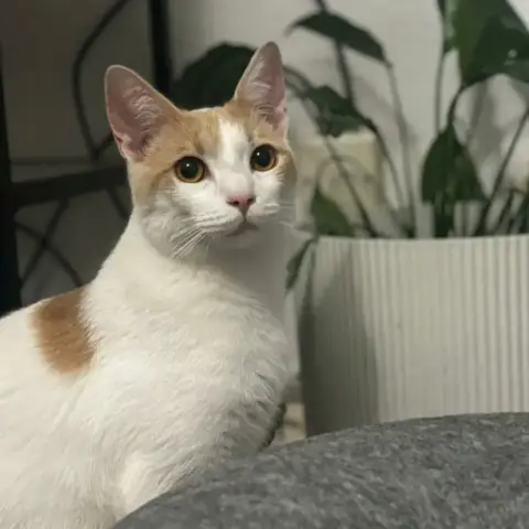Jules