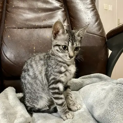 Sally