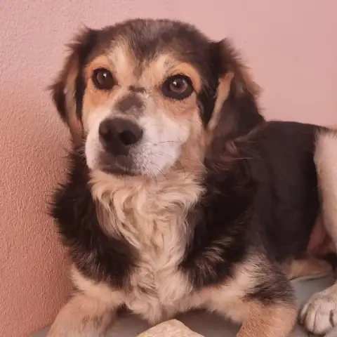 Toto