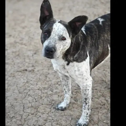 Manchitas photo 2