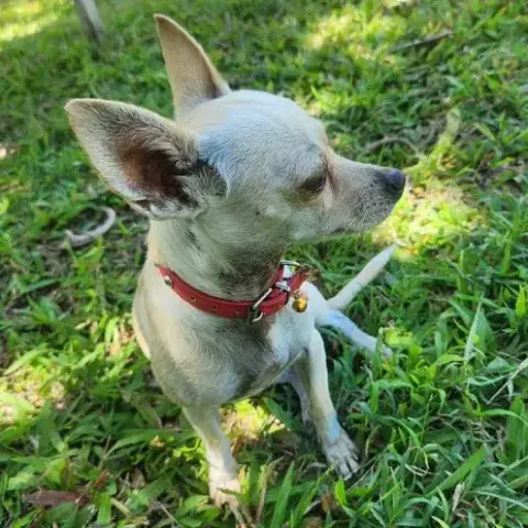 Ruby photo 3