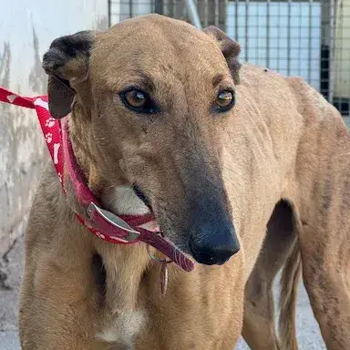 Candela Galga photo 2