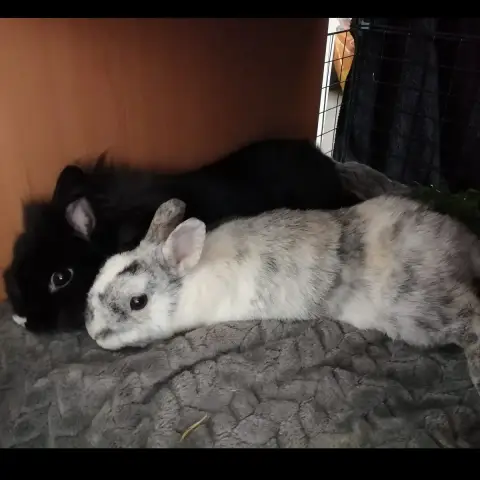Onyx Et Oréo photo 3