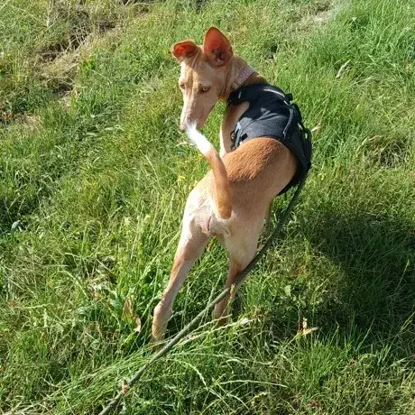 Maggie