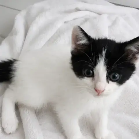 Poppy