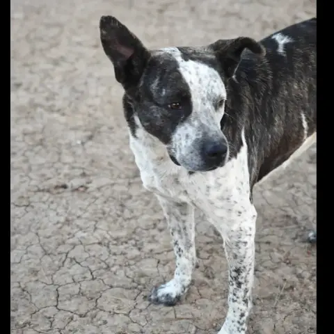 Manchitas photo 3