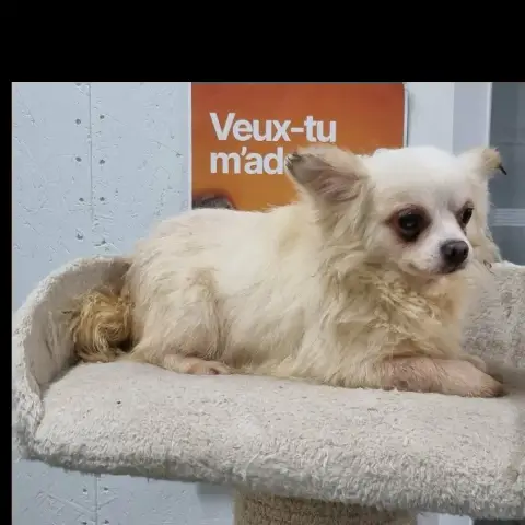 Chihuahua 2