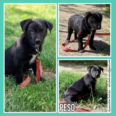 Peso