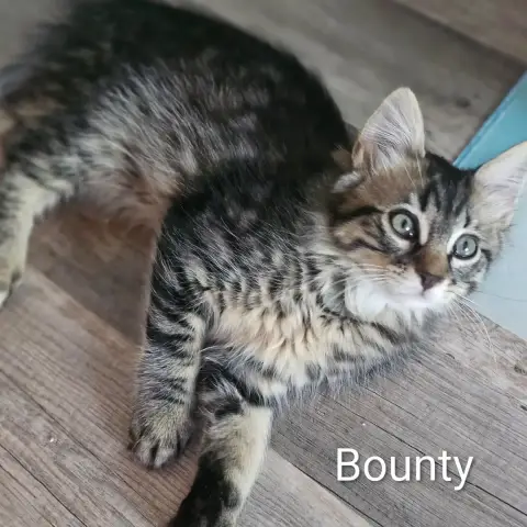 Bounty
