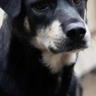 Fido photo 2