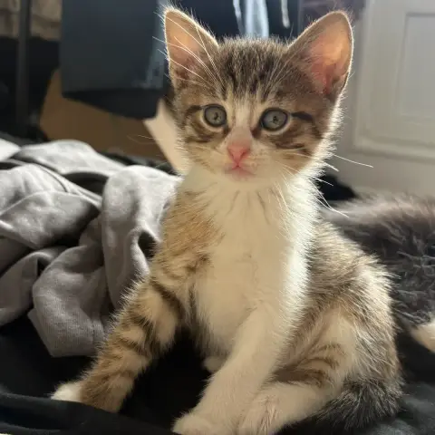 Tiplouf