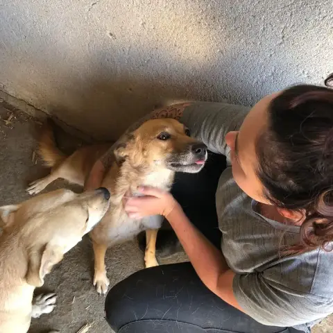 Laila