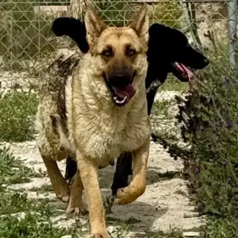 Ellie photo 3