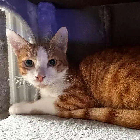 Simba photo 2