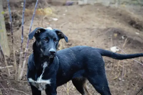 Chookie photo 3
