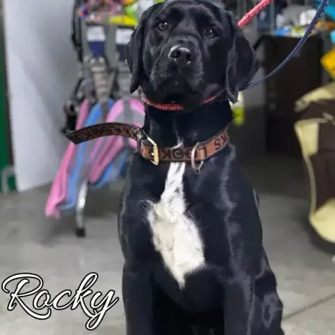 Rocky