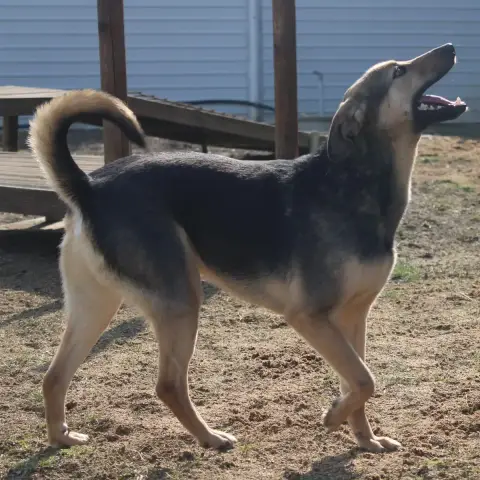 Benji