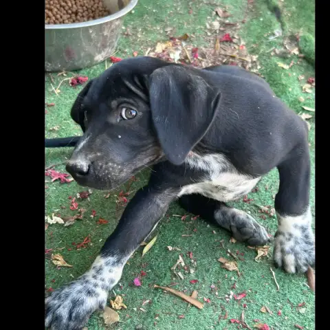 Rocco photo 2