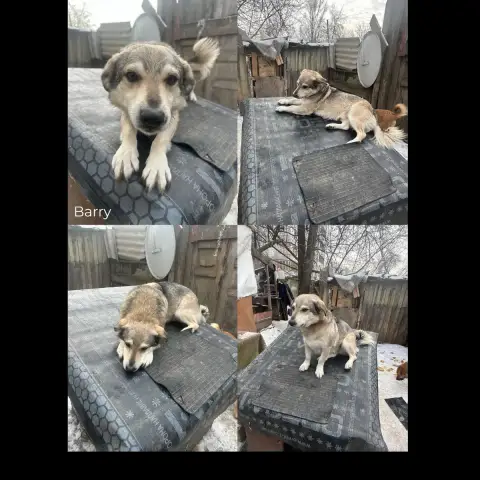 Barry