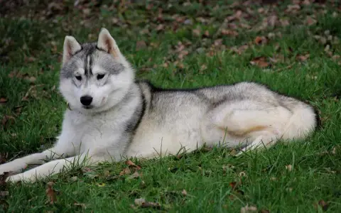 Husky photo 3