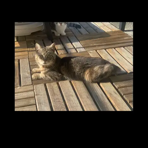 Tarzan