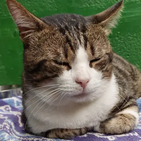 Barnabé