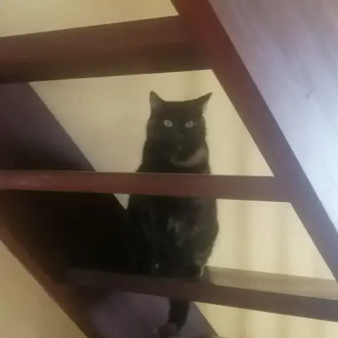 Banshee