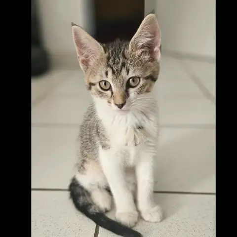 Bali