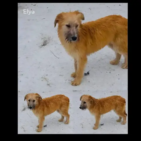 Elya