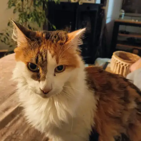 Phoebe