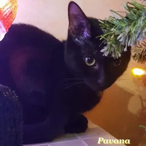 Pavana