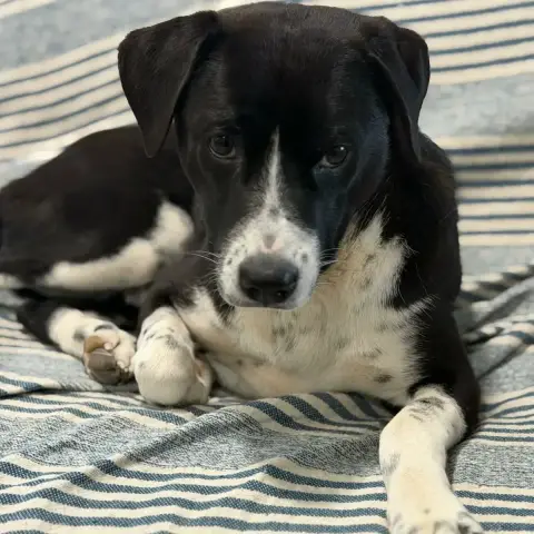 Benito