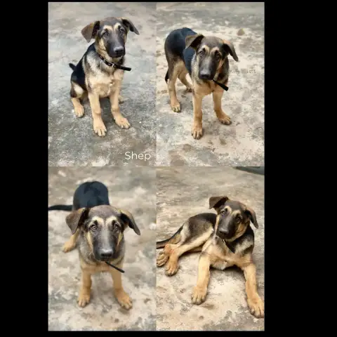 Shep