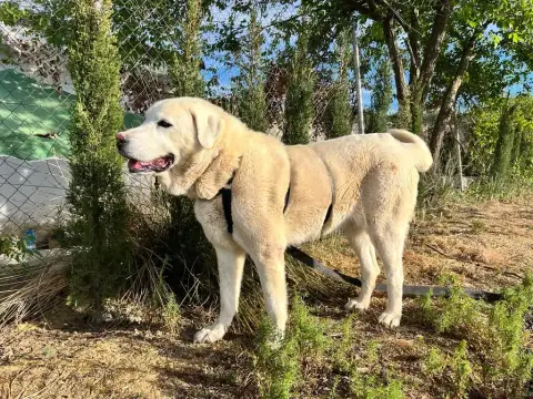 Luna photo 2