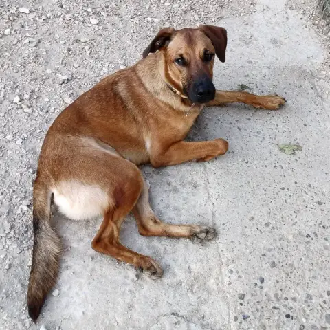 Narcos