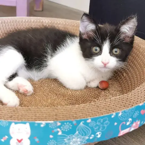 Pandora