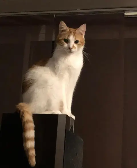 Roucky