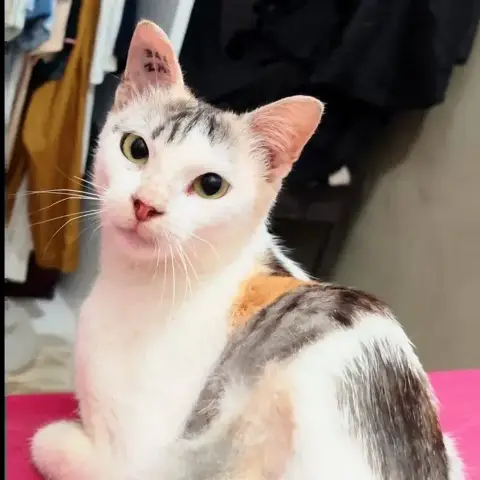 Alma