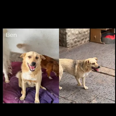 Ben 2