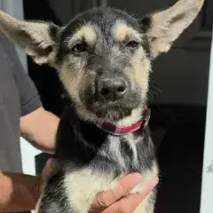 Zoe photo 2