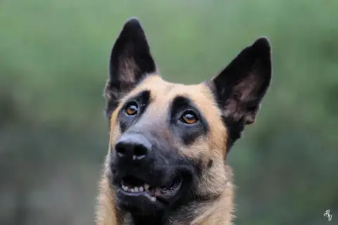 Nala
