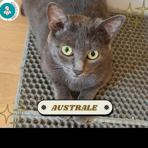 Australe