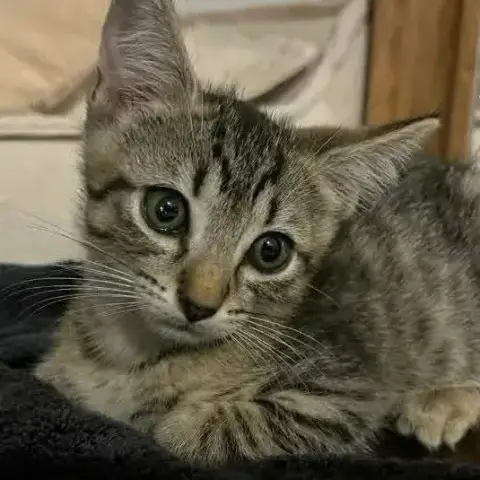 Berlioz