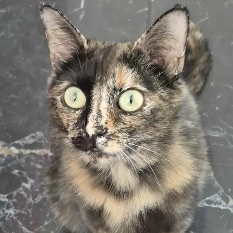 Maya