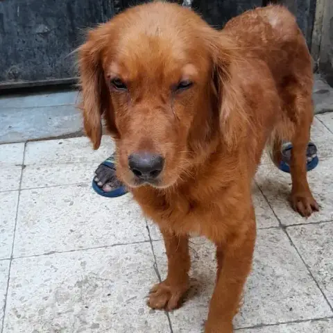 Goldy photo 2